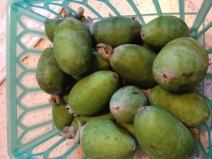 feijoa