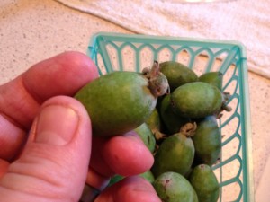 feijoa2