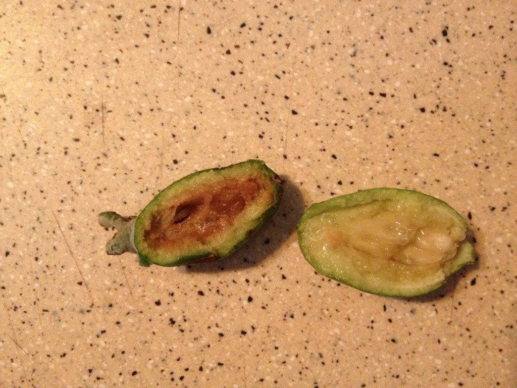 feijoa3